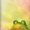 Just a Frog